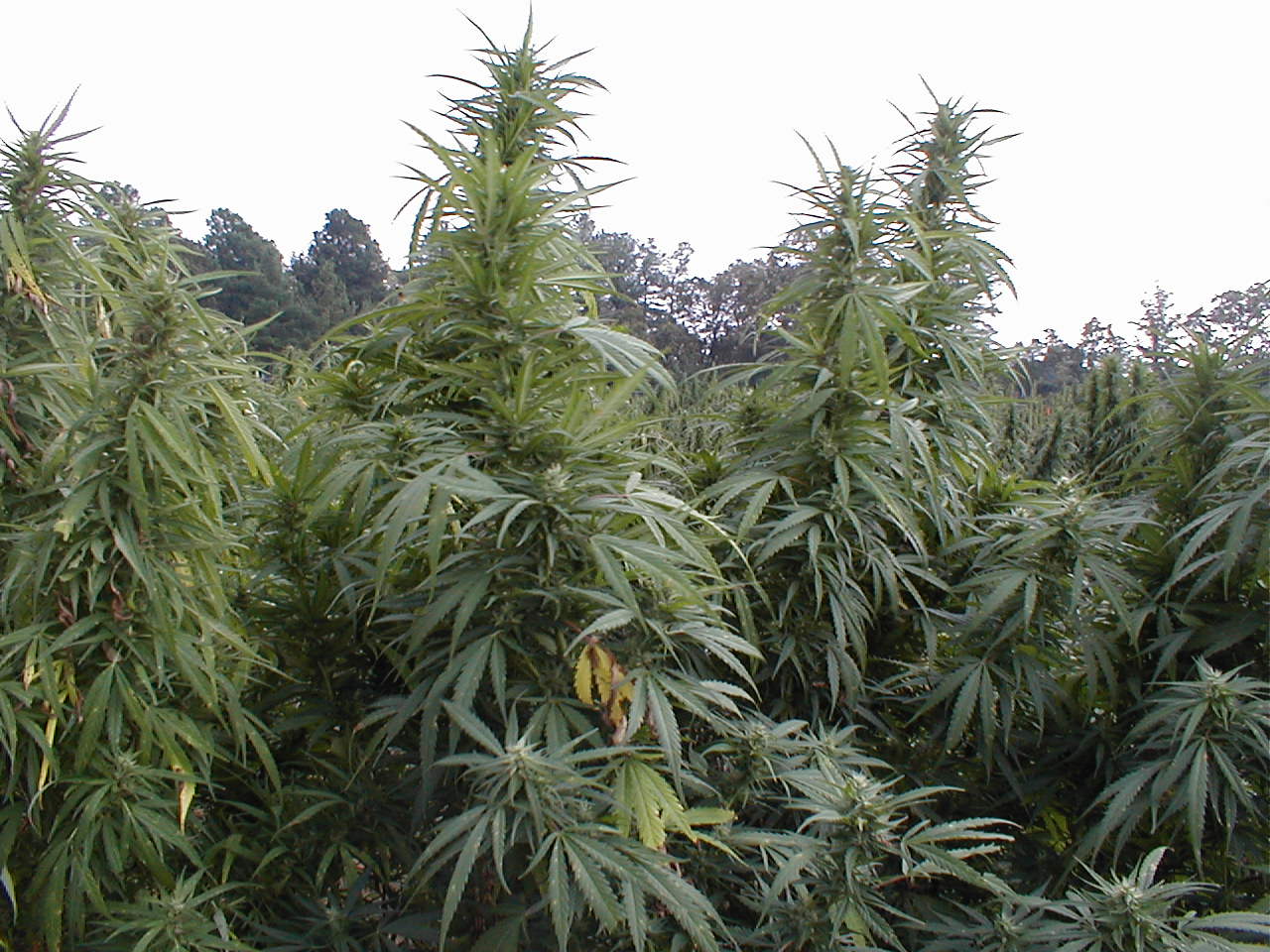 marijuana field